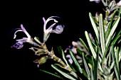 Rosmarinus officinalis, (Rosemary) in flower