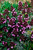 Thymus serpyllum, flowering in Spain