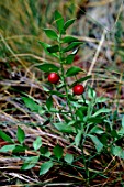 Ruscus aculeatus (Butchers broom)