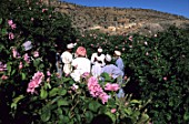 Auction sales of roses, Oman