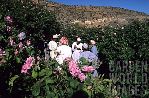 Auction_sales_of_roses_Oman