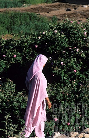 Omani_woman_in_front_of_a_field_of_roses_Oman