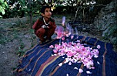 Child observing roses for the distillation of petals