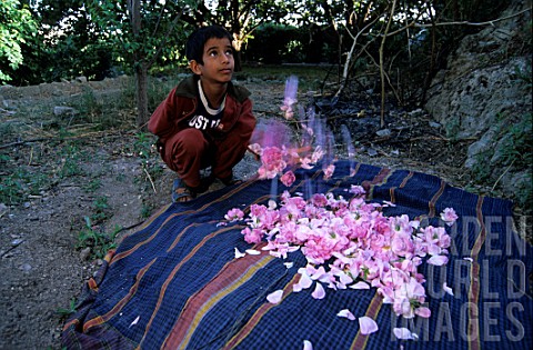 Child_observing_roses_for_the_distillation_of_petals