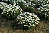 Crop of Leucanthemum paludosum in Dordogne France