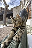 European cat (Felis catus domesticus) clawing on a bench, France