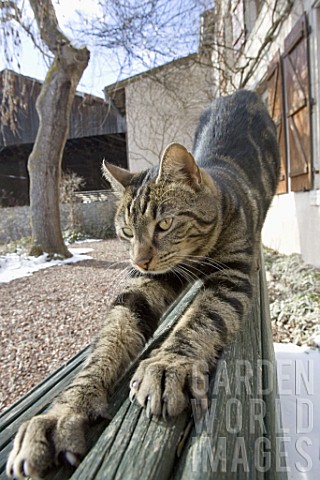 European_cat_Felis_catus_domesticus_clawing_on_a_bench_France