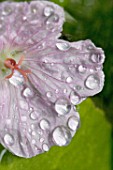 Flower of Geranium with water drops
