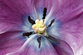 Pistil and anthers of a mauve tulip