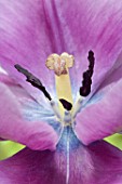 Pistil and anthers of a mauve tulip