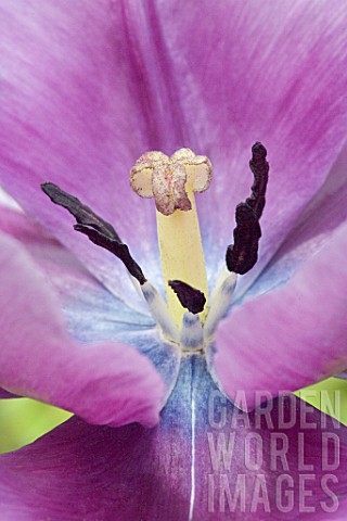 Pistil_and_anthers_of_a_mauve_tulip