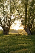 Salix (Willow) in backlight, France