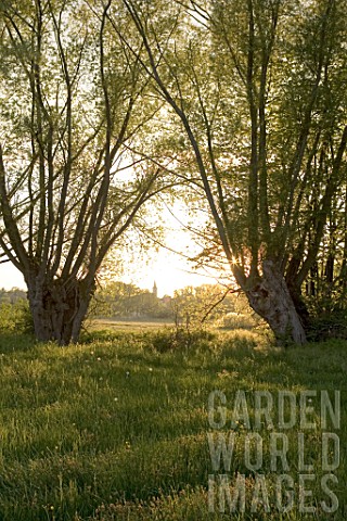 Salix_Willow_in_backlight_France