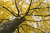 Trunk and foliage of Ginkgo biloba in autumn, France