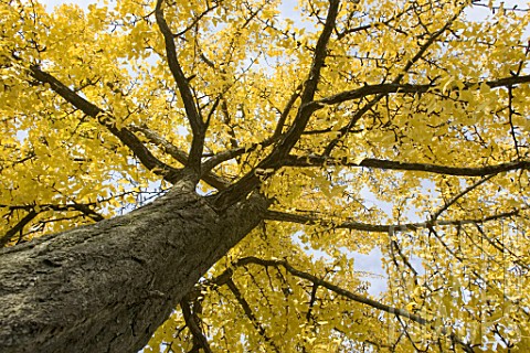 Trunk_and_foliage_of_Ginkgo_biloba_in_autumn_France