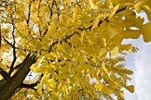 Foliage of Ginkgo biloba in autumn, France