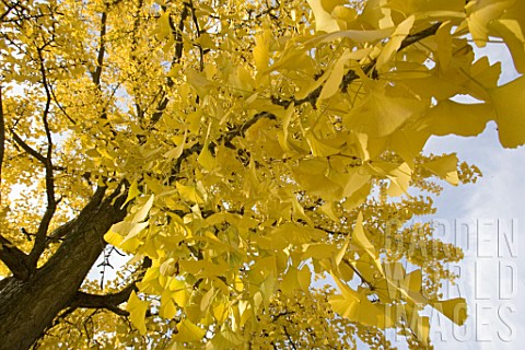 Foliage_of_Ginkgo_biloba_in_autumn_France