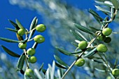 Ripe green olives