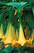 Brugmansia sp.