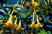 Brugmansia sp.