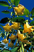 Brugmansia sp.