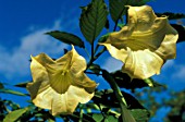 Brugmansia sp.