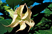 Brugmansia sp.