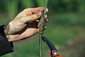 Weaning of the graft at the end of a grafting