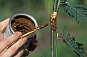 Mastic (plant resin) on the graft at the end of side grafting