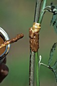 Mastic (plant resin) on the graft at the end of side grafting