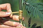 Binding of the stems during grafting