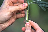 Joining the notches during grafting