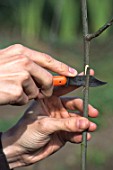 Notching the trunk during the grafting