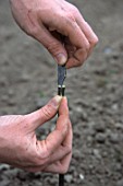 Notching of the stem for side grafting