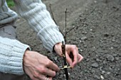 Attaching brushwood after grafting