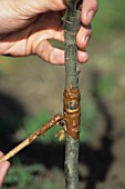 Mastic on the graft at the end of saddle grafting