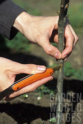 Separation_of_the_bark_of_the_stem_for_a_saddle_graft