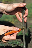 Separation of the bark of the stem for a saddle graft