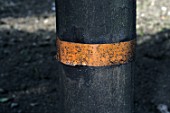 Sticky band on tree trunk to control ants