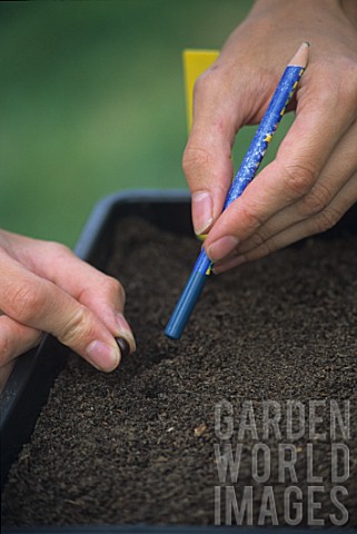 Sowing_in_seed_in_tray_using_a_pencil_as_a_dibber