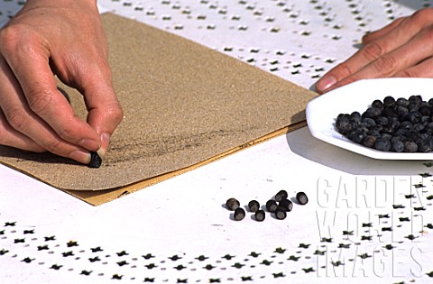 Using_sandpaper_for_seed_scarification_to_improve_chances_of_germination