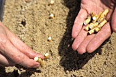 Planting sections of cut stem of Armoracia rusticana (Horse radish)