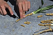 Cutting roots of Armoracia rusticana (Horse radish)