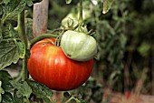 Solanum lycopersicum, tomato growth