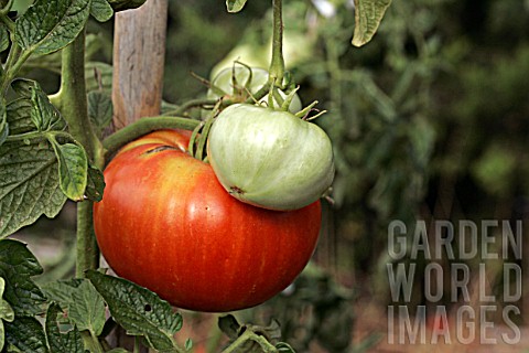 Solanum_lycopersicum_tomato_growth
