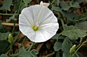 Convolvulus in flower, August, Provence, France