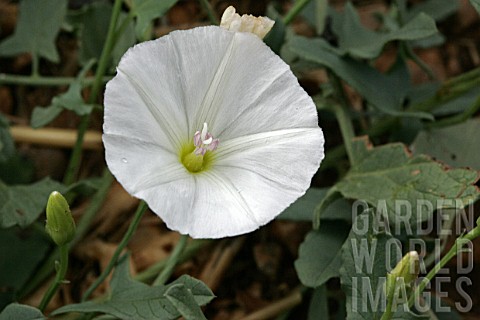 Convolvulus_in_flower_August_Provence_France