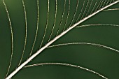 Peacock feather (plucked)