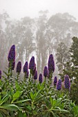 Echium with tree backdrop, Madeira