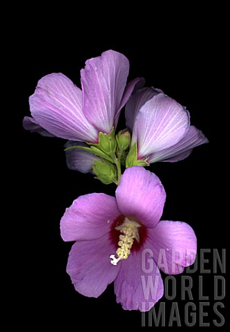 Althaea_in_July